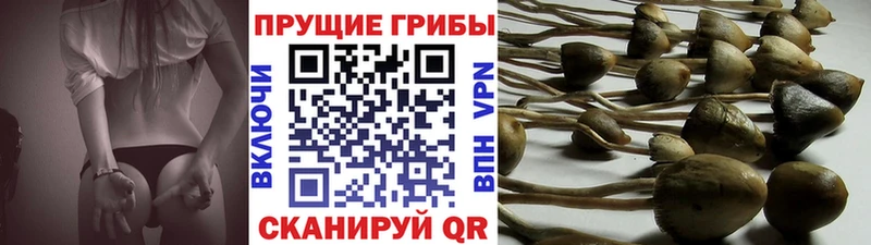 Галлюциногенные грибы MAGIC MUSHROOMS  mega онион  Мирный  купить  
